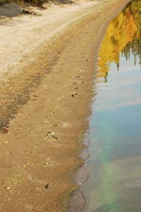 Мертвых леммингов прибивает к берегу Ловозера